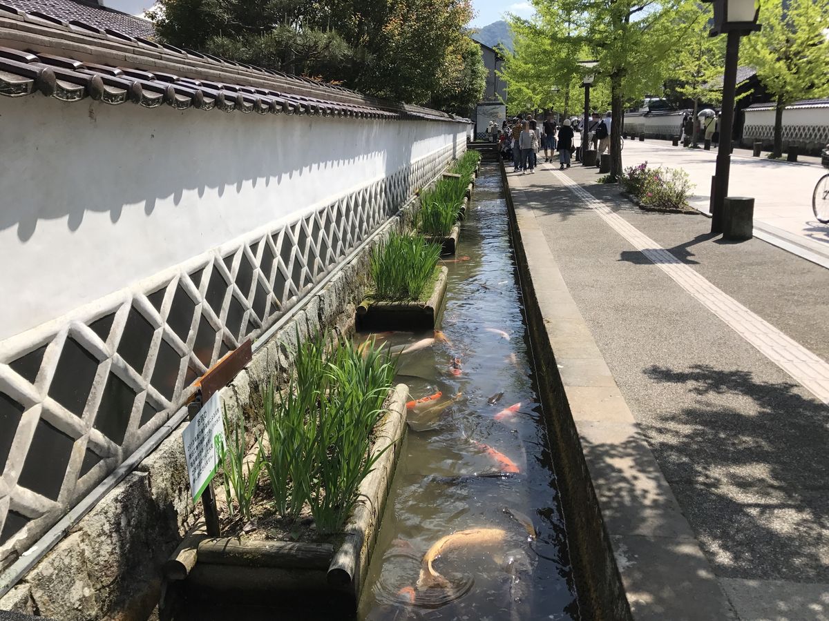 The carp-filled waterway along Tonomachi-dori in Tsuwano, Shimane